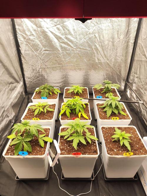 Plantulitas ZSB🌱. Week 2 - 10.02.2026 
Transplante 