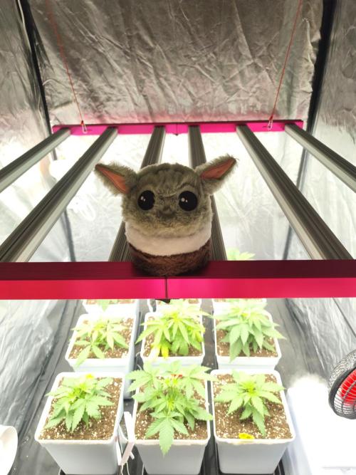 Plantulitas ZSB🌱. Week 2 - Baby Yoda Weed 💚