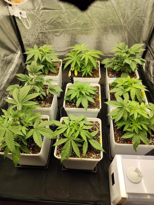 Plantulitas ZSB🌱. Week 3 - 16.02.2026