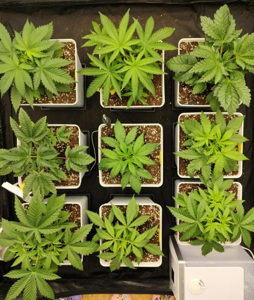 Plantulitas ZSB🌱. Week 3 - 16.02.2026