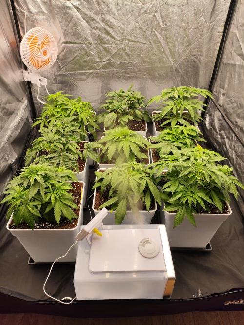 Plantulitas ZSB🌱. Week 3 - 19.02.2026