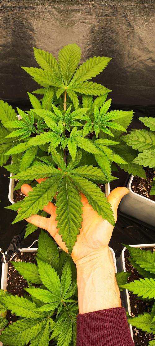 Plantulitas ZSB🌱. Week 3 - 19.02.2026