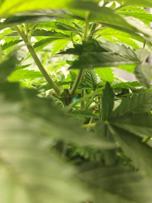 Plantulitas ZSB🌱. Week 3 - Apical