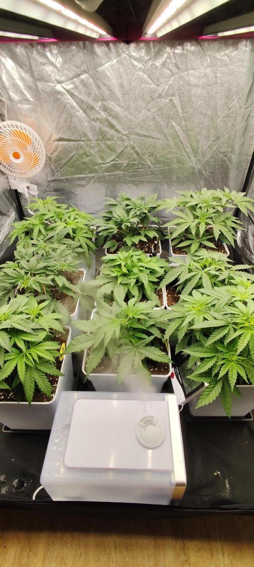 Plantulitas ZSB🌱. Week 3 - 20.02.2026