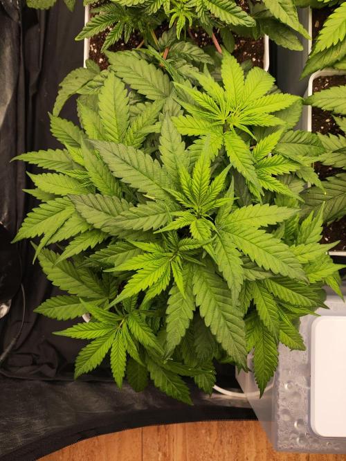 Plantulitas ZSB🌱. Week 3 - SB