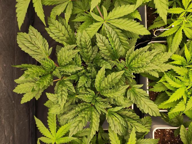 Plantulitas ZSB🌱. Week 3 - Z2.0