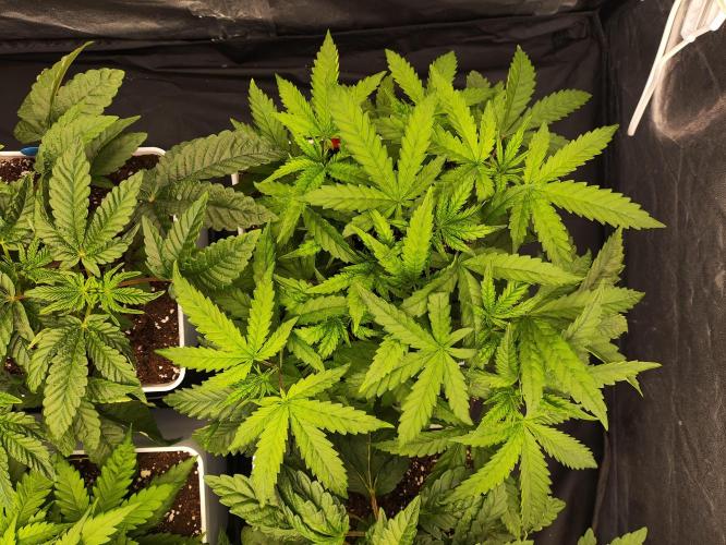 Plantulitas ZSB🌱. Week 3 - BC