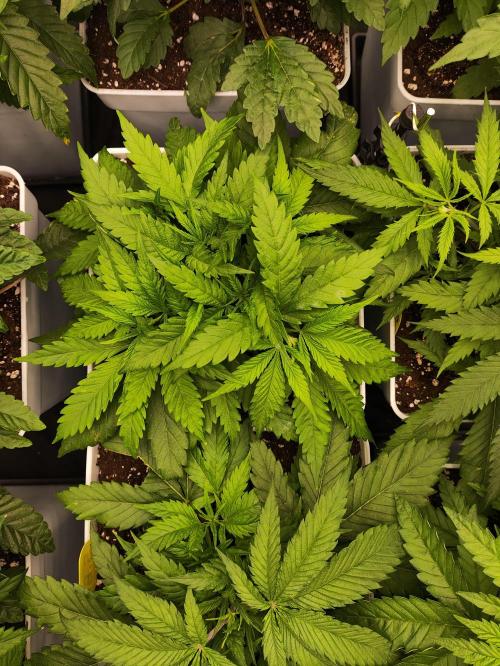 Plantulitas ZSB🌱. Week 3 - SB