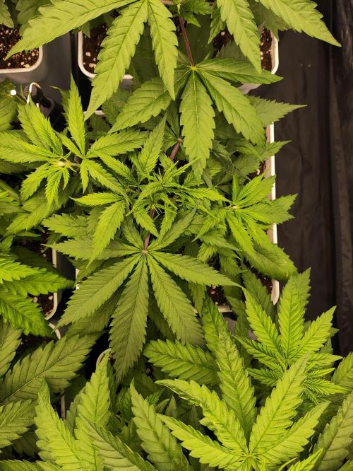 Plantulitas ZSB🌱. Week 3 - SB