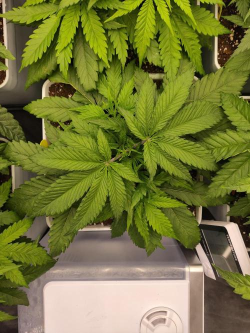 Plantulitas ZSB🌱. Week 3 - SB