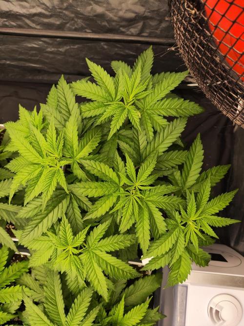 Plantulitas ZSB🌱. Week 3 - BC