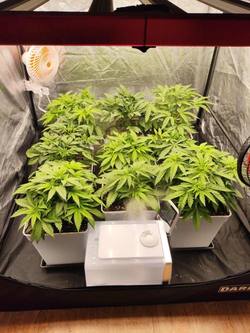 Plantulitas ZSB🌱. Week 3 - 21.02.2026