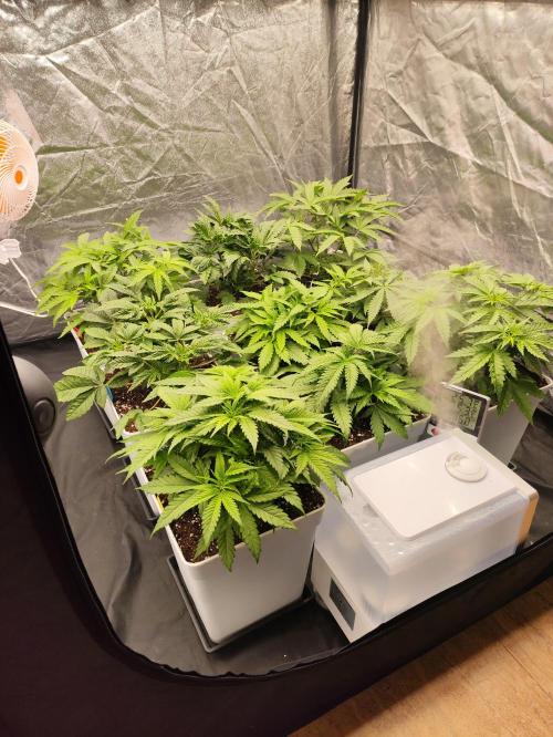 Plantulitas ZSB🌱. Week 3 - 21.02.2026