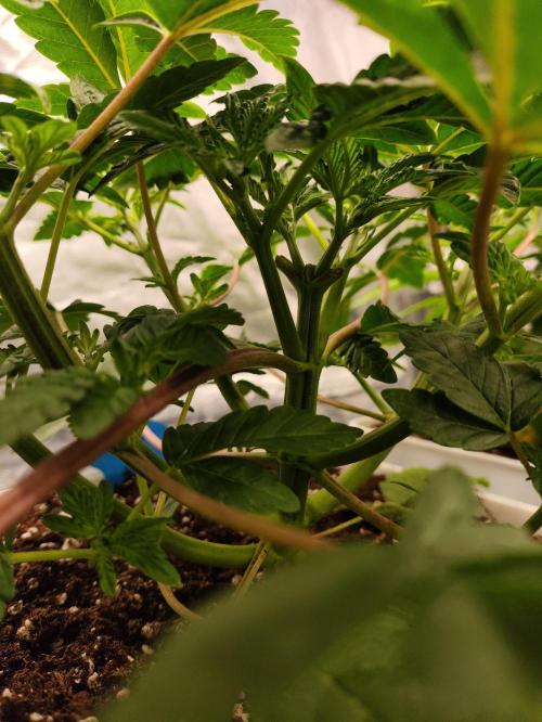 Plantulitas ZSB🌱. Week 3 - Apical