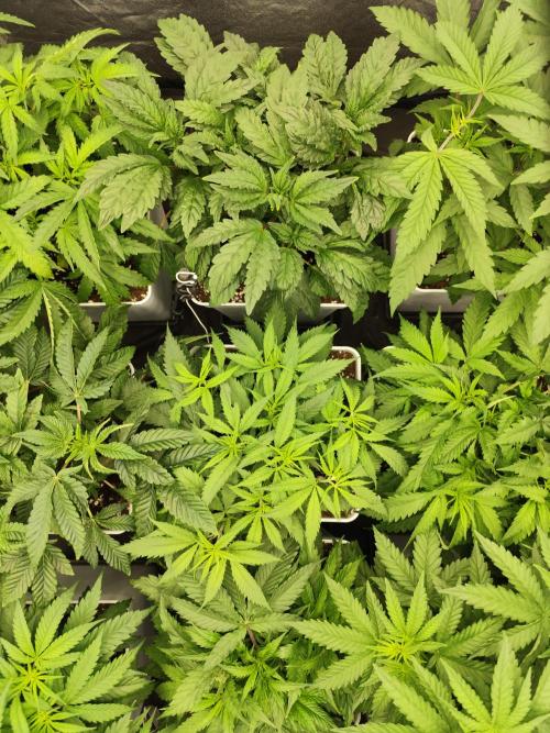 Plantulitas ZSB🌱. Week 4 - 24.02.2026