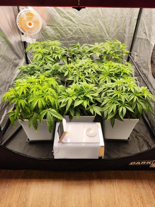 Plantulitas ZSB🌱. Week 4 - 26.02.2027