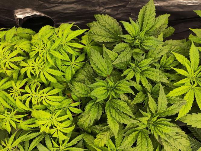 Plantulitas ZSB🌱. Week 4 - Z2.0
