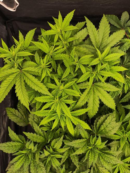 Plantulitas ZSB🌱. Week 4 - Z2.0