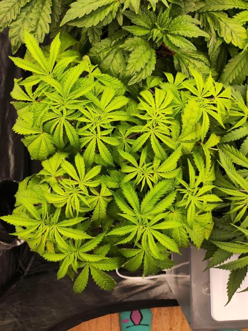 Plantulitas ZSB🌱. Week 4 - BC ⚠️
