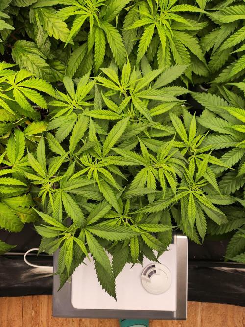 Plantulitas ZSB🌱. Week 4 - SB