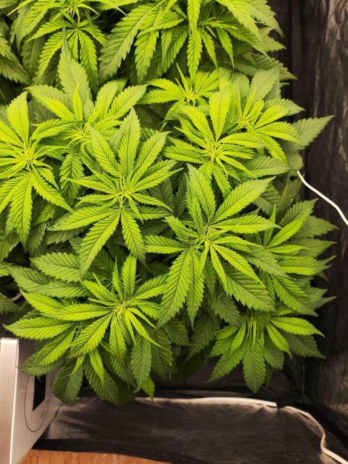 Plantulitas ZSB🌱. Week 4 - SB