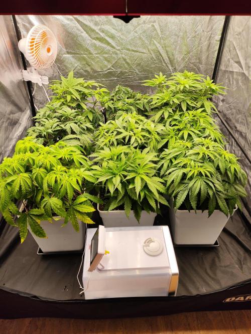 Plantulitas ZSB🌱. Week 4 - 27.02.2026