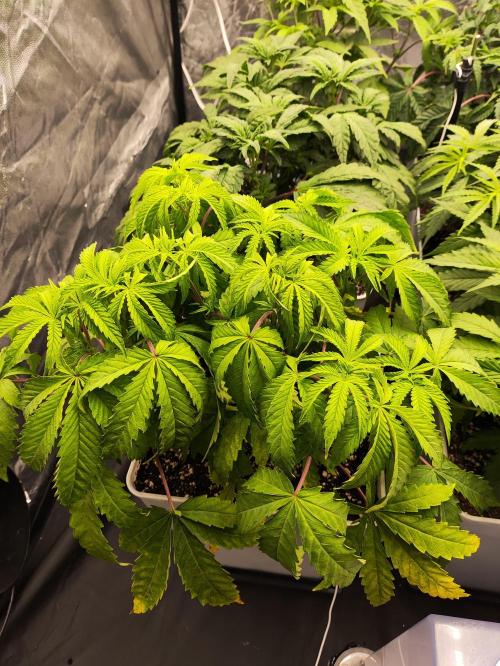 Plantulitas ZSB🌱. Week 4 - 27.02.2026