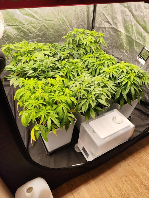 Plantulitas ZSB🌱. Week 4 - 28.02