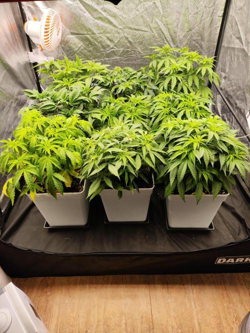 Plantulitas ZSB🌱. Week 4 - 28.02