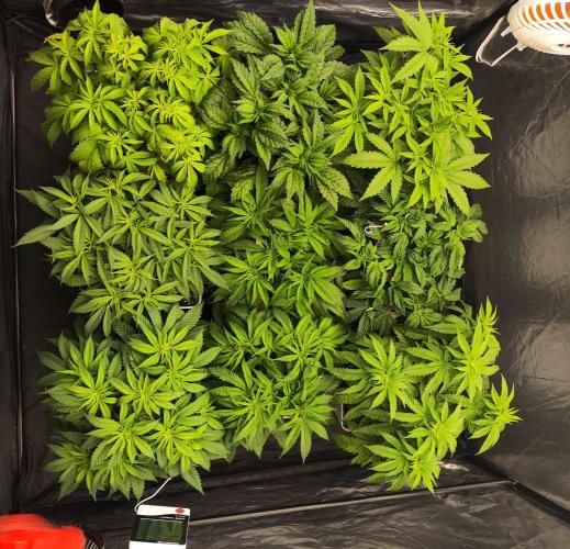 Plantulitas ZSB🌱. Week 4 - 28.02