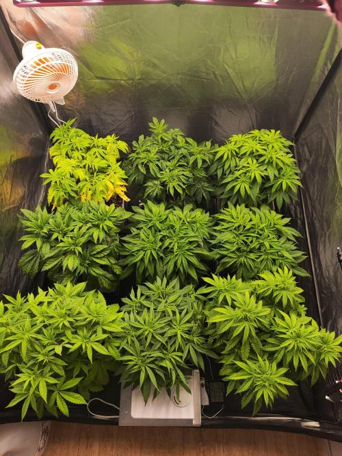 Plantulitas ZSB🌱. Week 5 - 03.03.2026