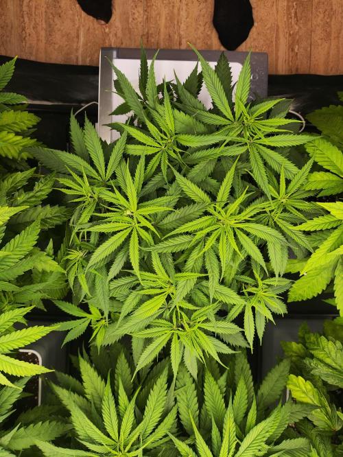 Plantulitas ZSB🌱. Week 5 - SB