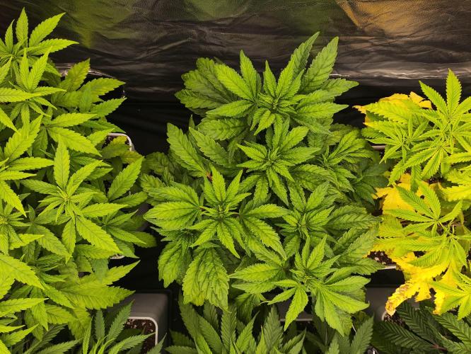Plantulitas ZSB🌱. Week 5 - Z2.0