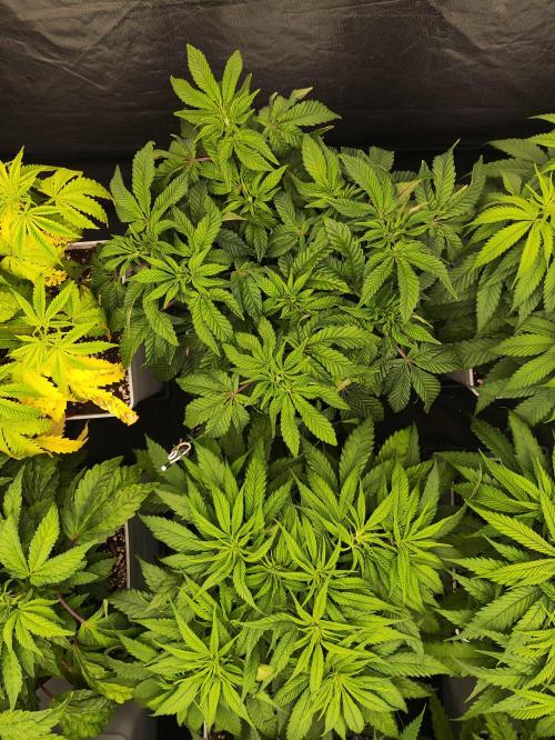 Plantulitas ZSB🌱. Week 5 - Z2.0