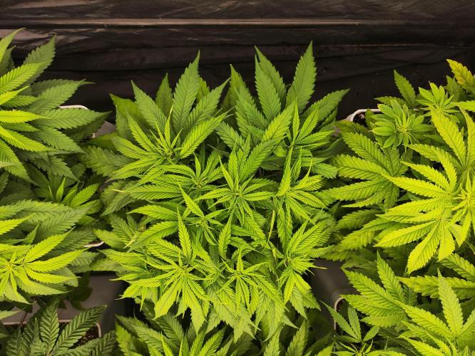 Plantulitas ZSB🌱. Week 5 - SB