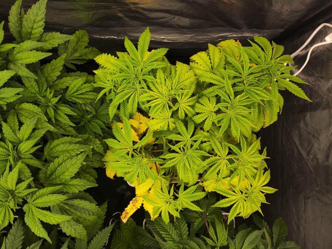 Plantulitas ZSB🌱. Week 5 - ⚠️ BC