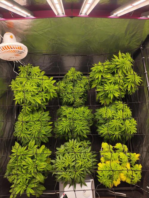 Plantulitas ZSB🌱. Week 5 - 06.03.2026