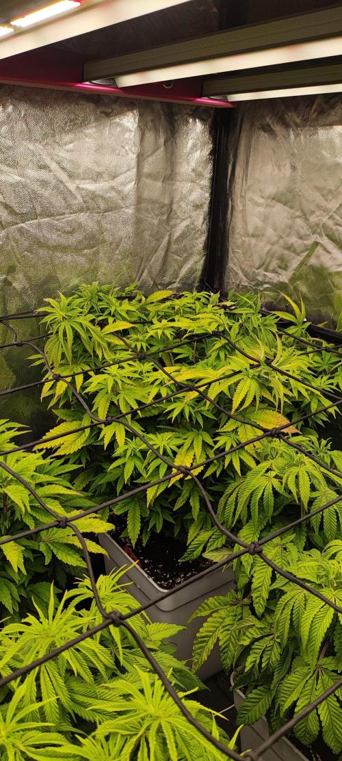 Plantulitas ZSB🌱. Week 6 - BC