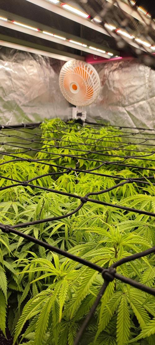 Plantulitas ZSB🌱. Week 6 - 15.03.2026