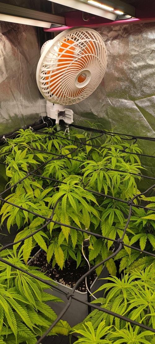 Plantulitas ZSB🌱. Week 6 - Z2.0