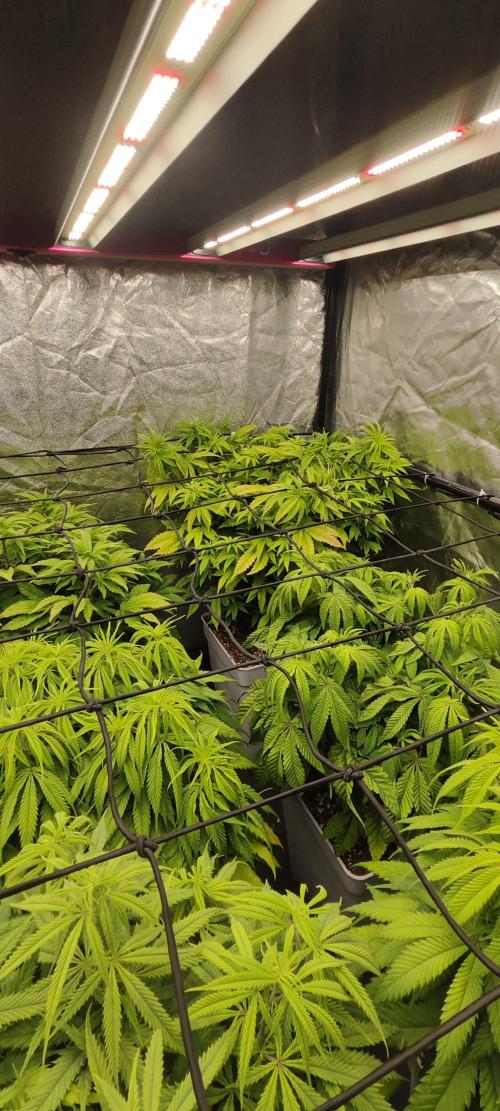 Plantulitas ZSB🌱. Week 6 - 15.03.2026