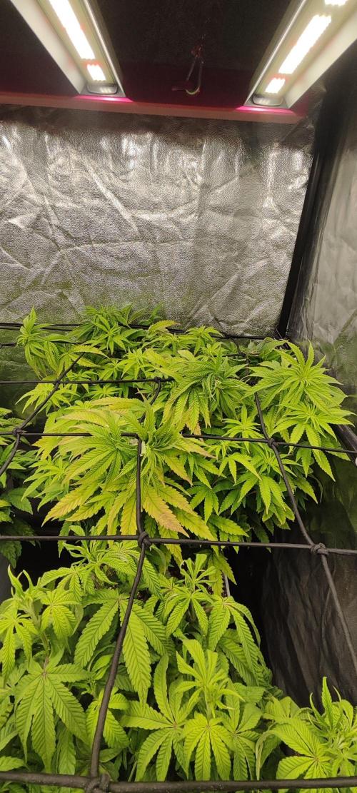 Plantulitas ZSB🌱. Week 6 - BC