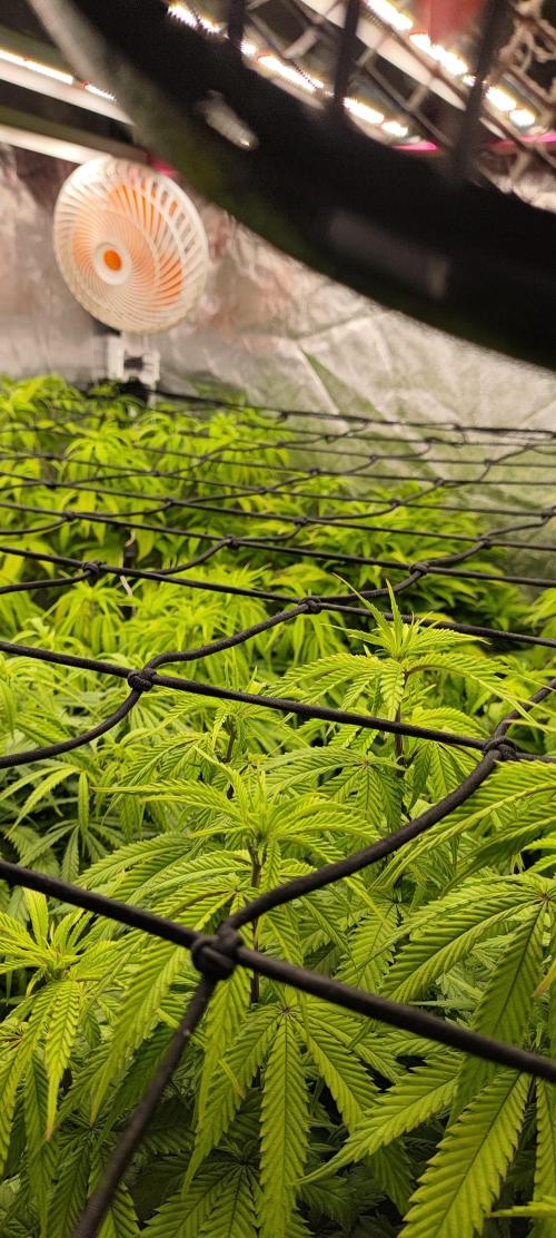Plantulitas ZSB🌱. Week 6 - SB