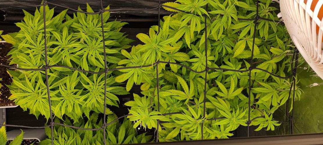 Plantulitas ZSB🌱. Week 6 - Z2.0