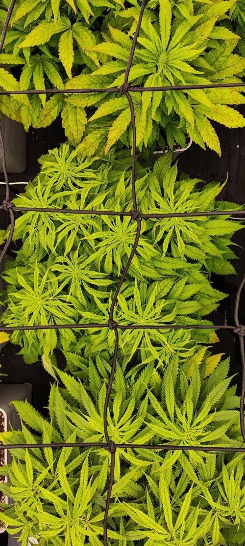 Plantulitas ZSB🌱. Week 6 - SB