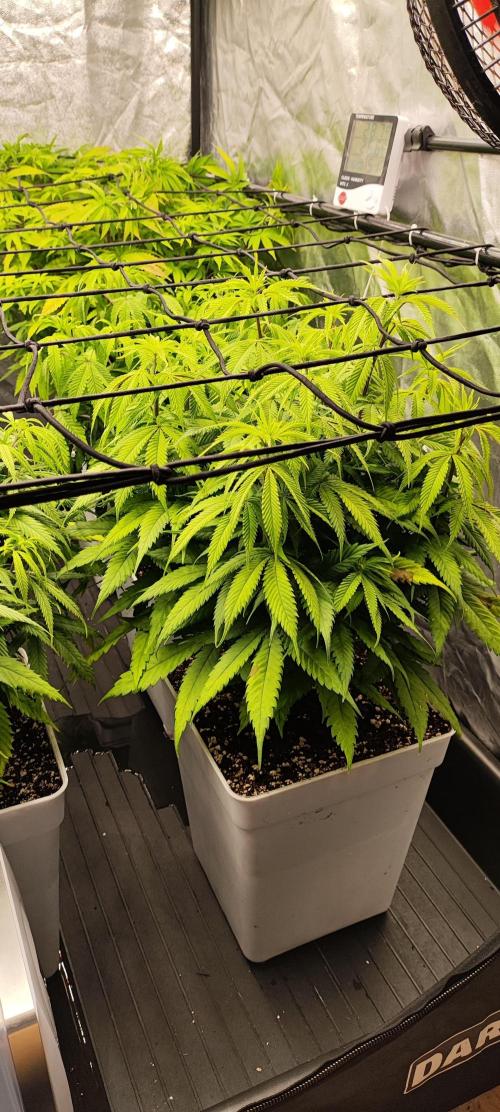 Plantulitas ZSB🌱. Week 6 - SB
