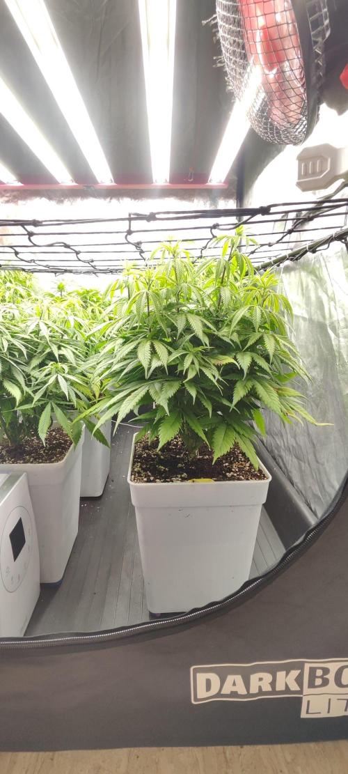 Plantulitas ZSB🌱. Week 6 - SB