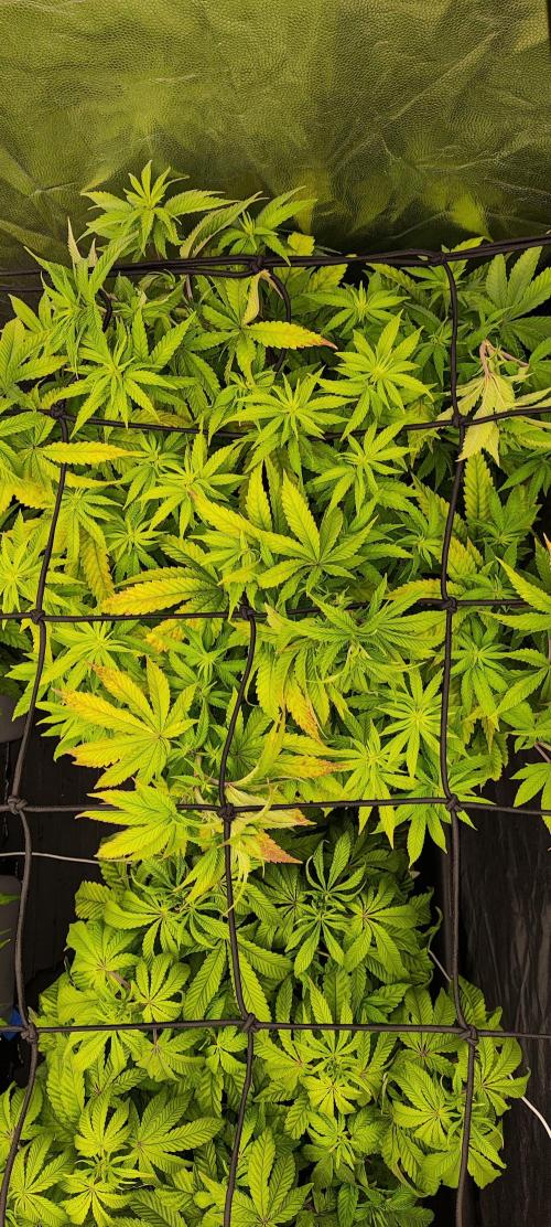 Plantulitas ZSB🌱. Week 6 - BC
