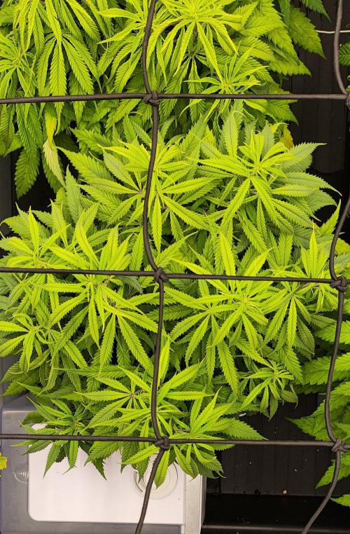 Plantulitas ZSB🌱. Week 6 - SB