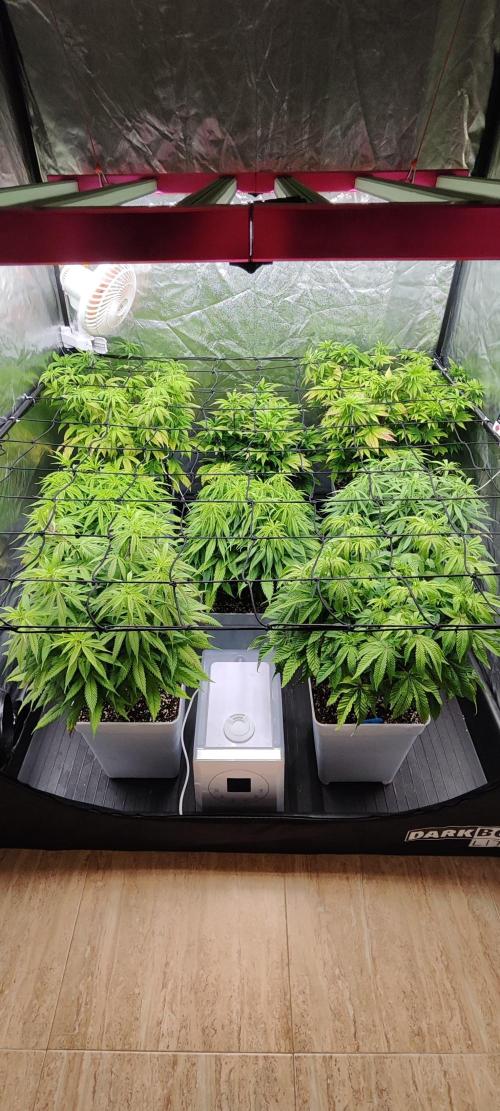 Plantulitas ZSB🌱. Week 7 - 19.03.2026